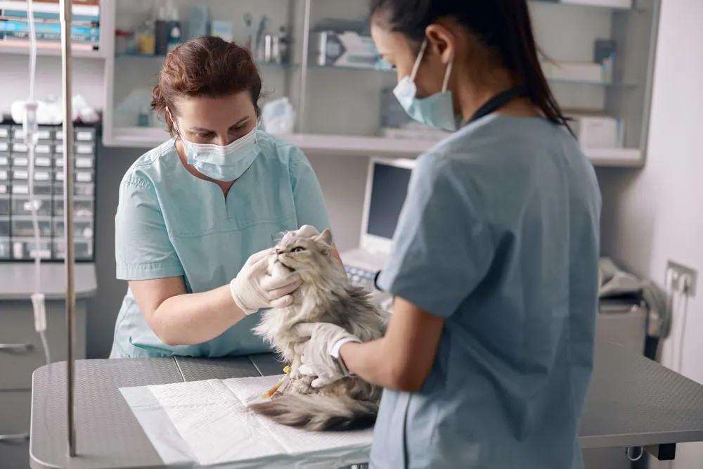 Doctorate of veterinary medicine